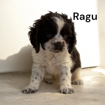 puppy, for, sale, Cocker Spaniel, Joe & Cherri  Overlease, dog, breeder, Miller, MO, dog-breeder, puppy-for-sale, forsale, nearby, find, puppyfind, locator, puppylocator, aca